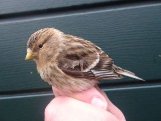 Twite