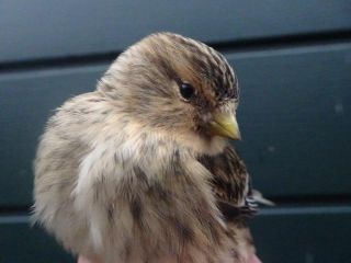 Twite, close up