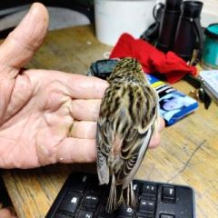 Twite, pink rump