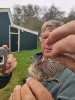 
Underwing patch