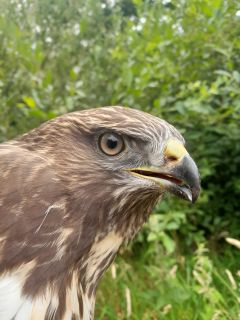 Buizerd