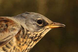 Kramsvogel