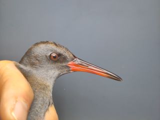 Waterral, rood oog