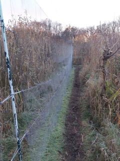 Bevroren onderste banen