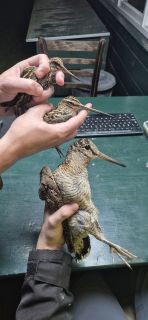 Twee Bokjes en een Houtsnip