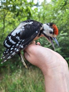 Grote Bonte Specht