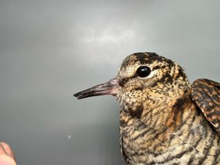 Houtsnip met extreem korte snavel