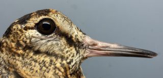 Kortsnavelige Houtsnip