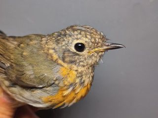 Juveniele Roodborst