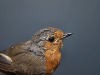 Roodborst