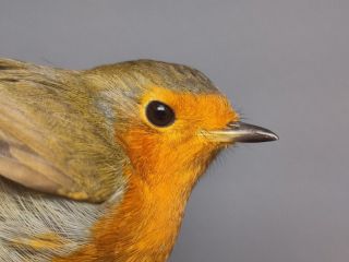 Roodborst