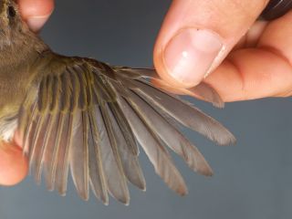 Tjiftjaf, adult