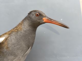 Waterral, adult